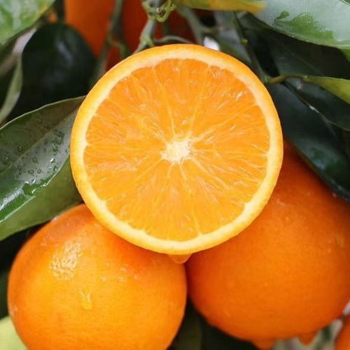 秭歸臍橙 從枝頭鮮到舌尖的甜蜜饋贈